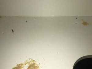 getting rid of cockroach