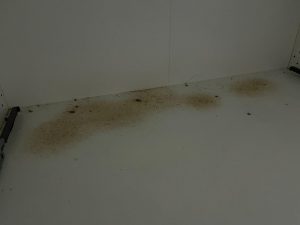 died cockroaches under kitchen cabinet drawer