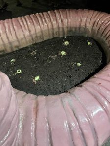 entopia - worms